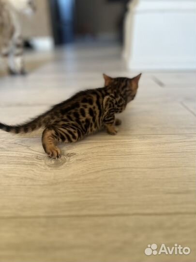 Бенгальские котята