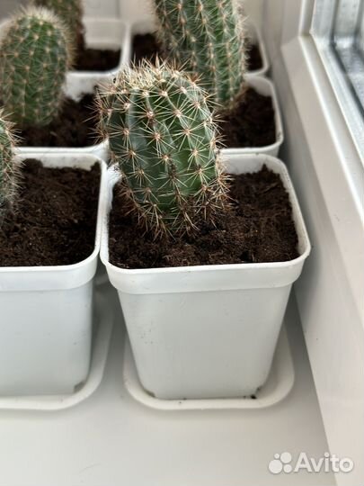 Кактус в горшочке