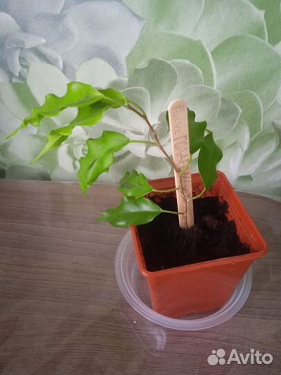 Комнатные цветы