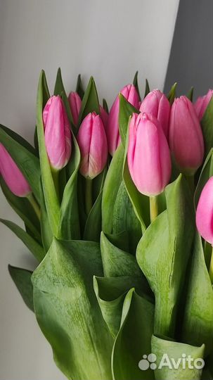 Тюльпаны на 8 марта