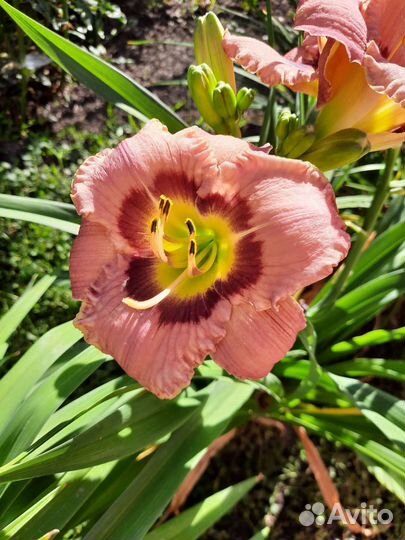 Лилейники сортовые