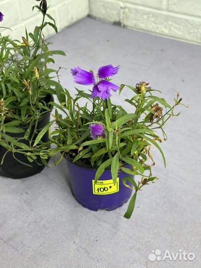 Гвоздика многолетняя