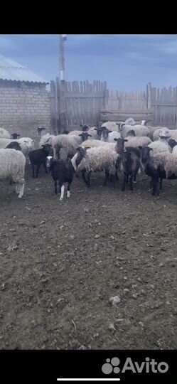 Романовские овцы