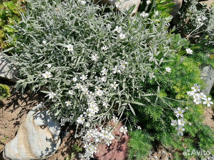 Почвопокровные растения