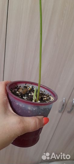 Калатея нетворк