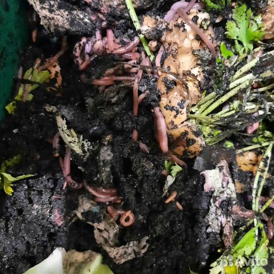 Черви дендробена