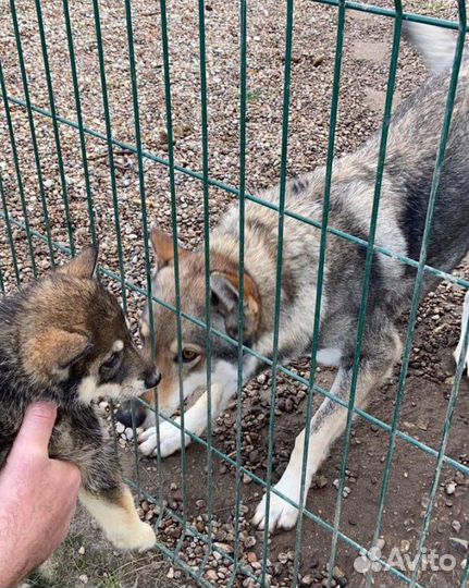 Вязка кобель волкособ (волк+хаски)