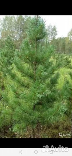 Кедр от 50см до 2 метров