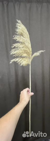 Сухоцвет для декора, флористики