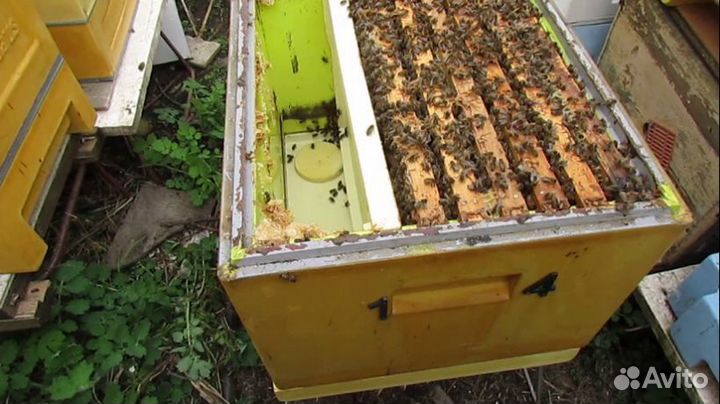 Пчелы и улья