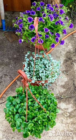 Дихондра Серебристый водопад и Изумрудный водопад