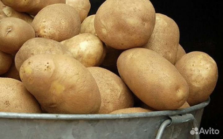 Северный картофель на еду и рассаду