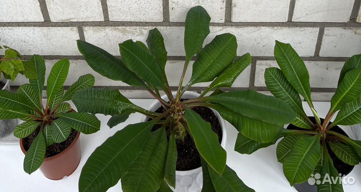 Молочай беложильчатый