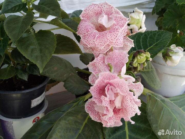 Глоксинии махровые