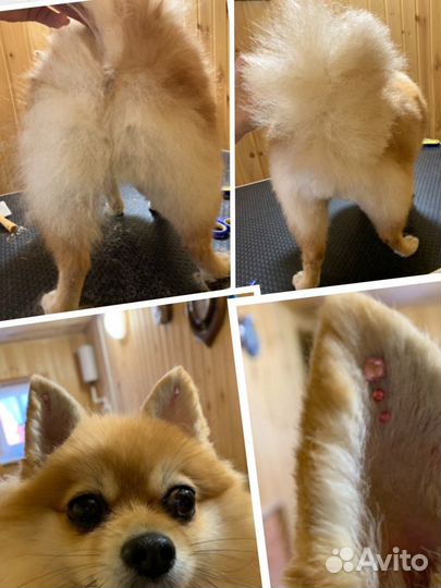 Стрижка кошек и собак