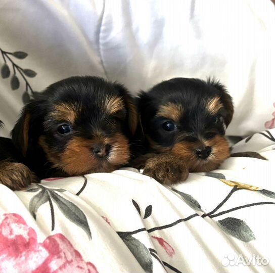 Щенки йорка