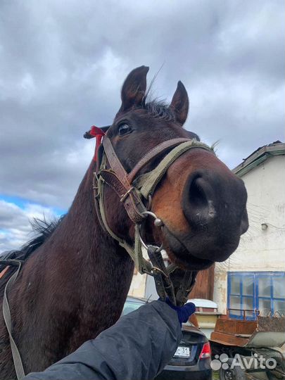 Продаются мерены