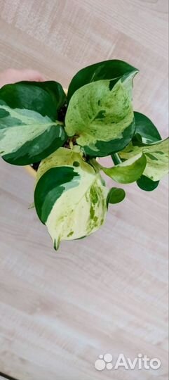 Happy Leaf/Эпипремнум