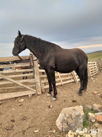 Карачаевский жеребец