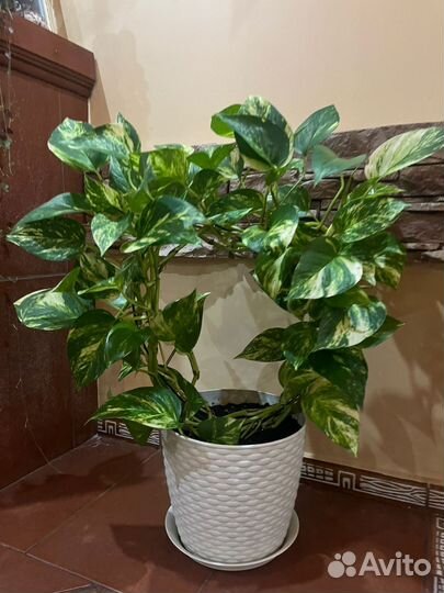 Сциндапсус золотой