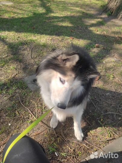 Няня для Вашего питомца (зооняня)