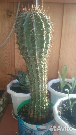 Большой кактус цветочные горшки