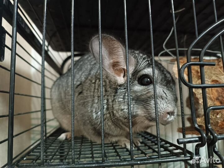 Шиншилла вместе с клеткой