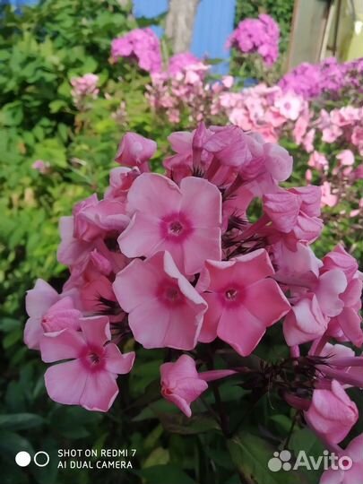 Флоксы многолетние