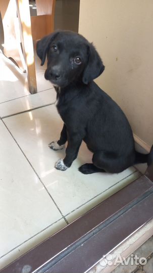 Щенок, девочка маленькой породы