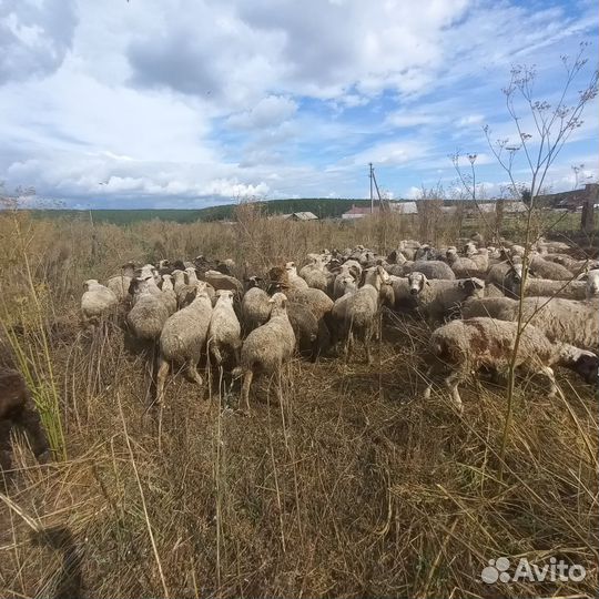 Овцы,бараны,ягнята, полукурдючные