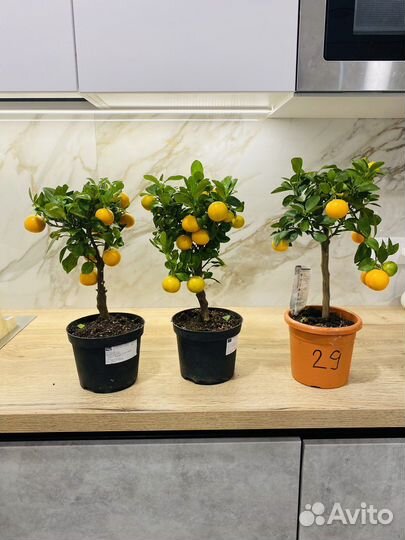 Мандариновое дерево