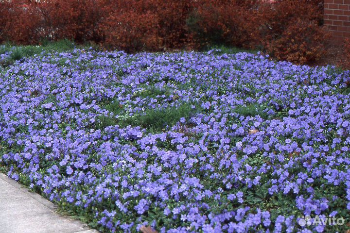 Фиалка Очиток рубин Почвопокровные многолетники