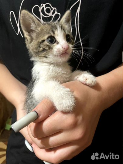 Котики в добрые руки