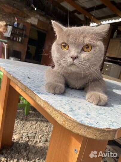 Британская