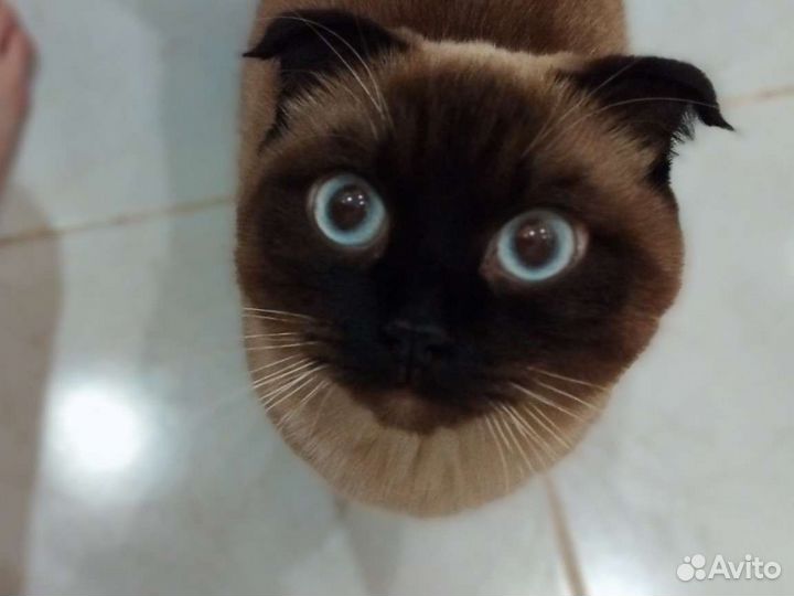 Кошки в добрые руки бесплатно