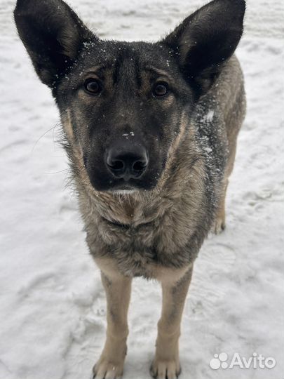 Помогите брошенному малышу