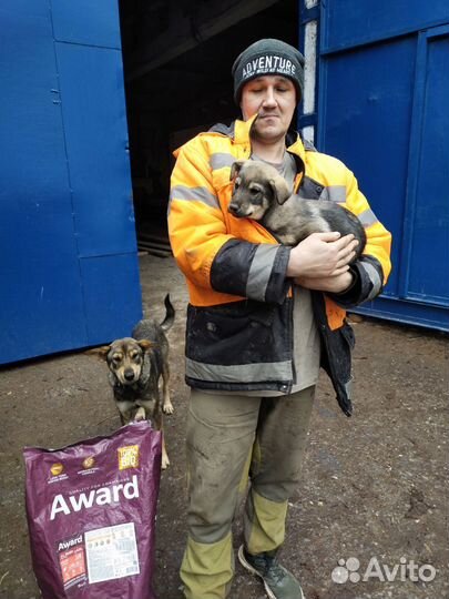 Щенки отличной сторожевой собоки