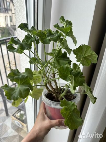 Царская невеста пеларгония сортовая