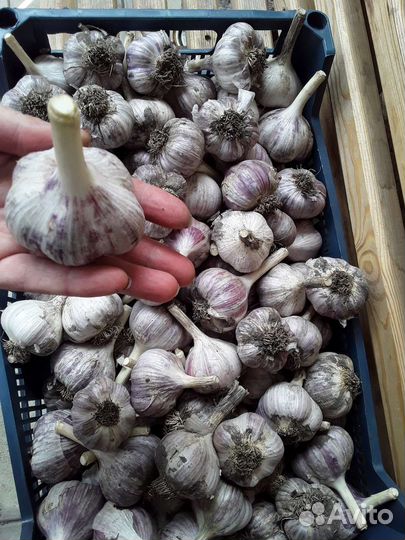 Чеснок домашний