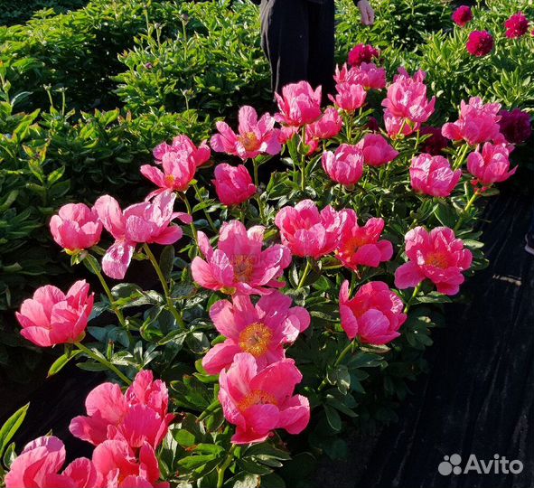 Сортовые пионы