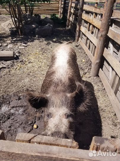Продам хряка