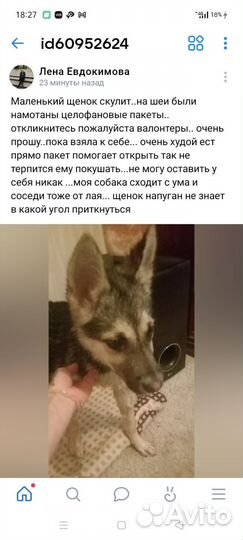 Собака