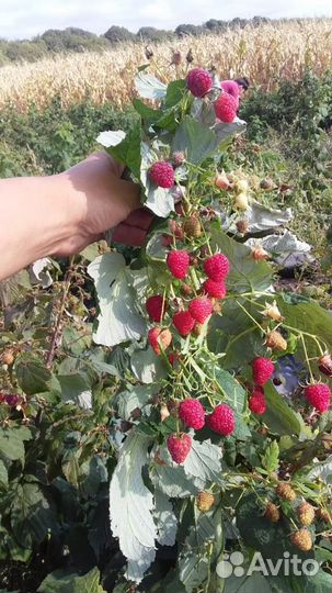 Ремонтантная малина