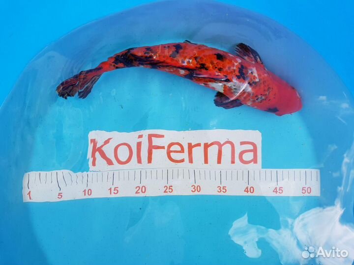 Прудовая рыба - Карп кои