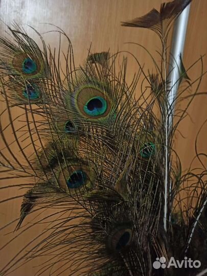Павлиньи перья
