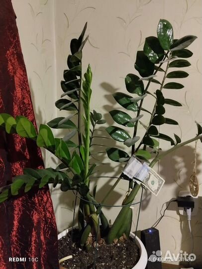 Замиокулькас или долларовое дерево