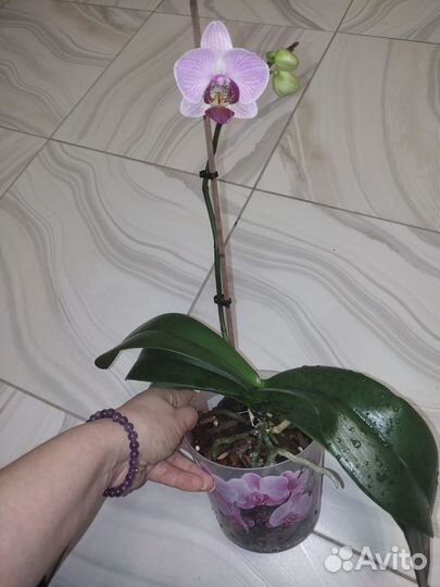 Орхидея фаленопсис