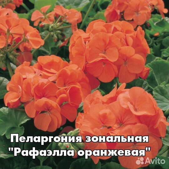 Пеларгония сортовая