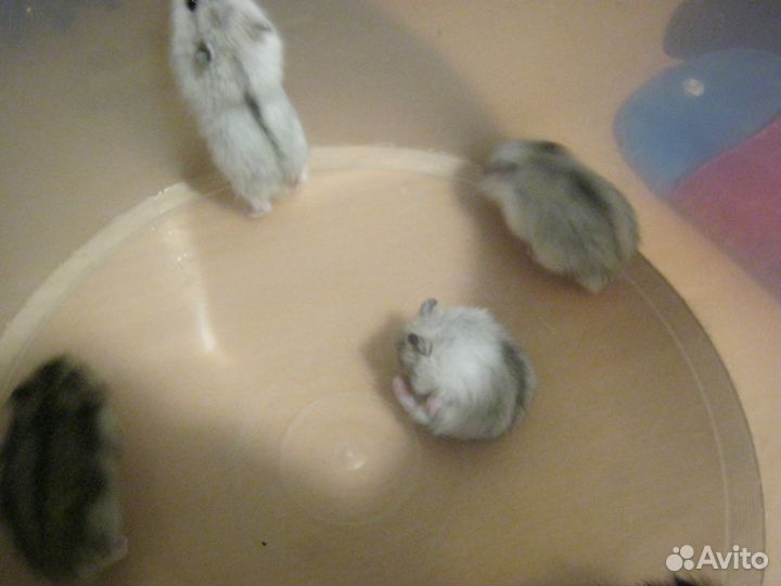 Джунгарские хомяки