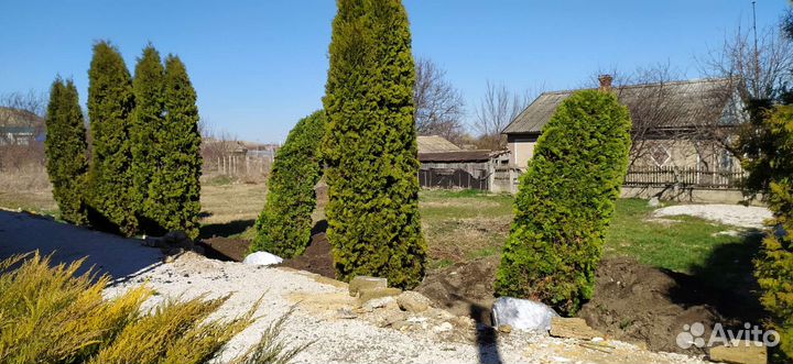 Туя смарагд